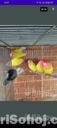 Lovebirds